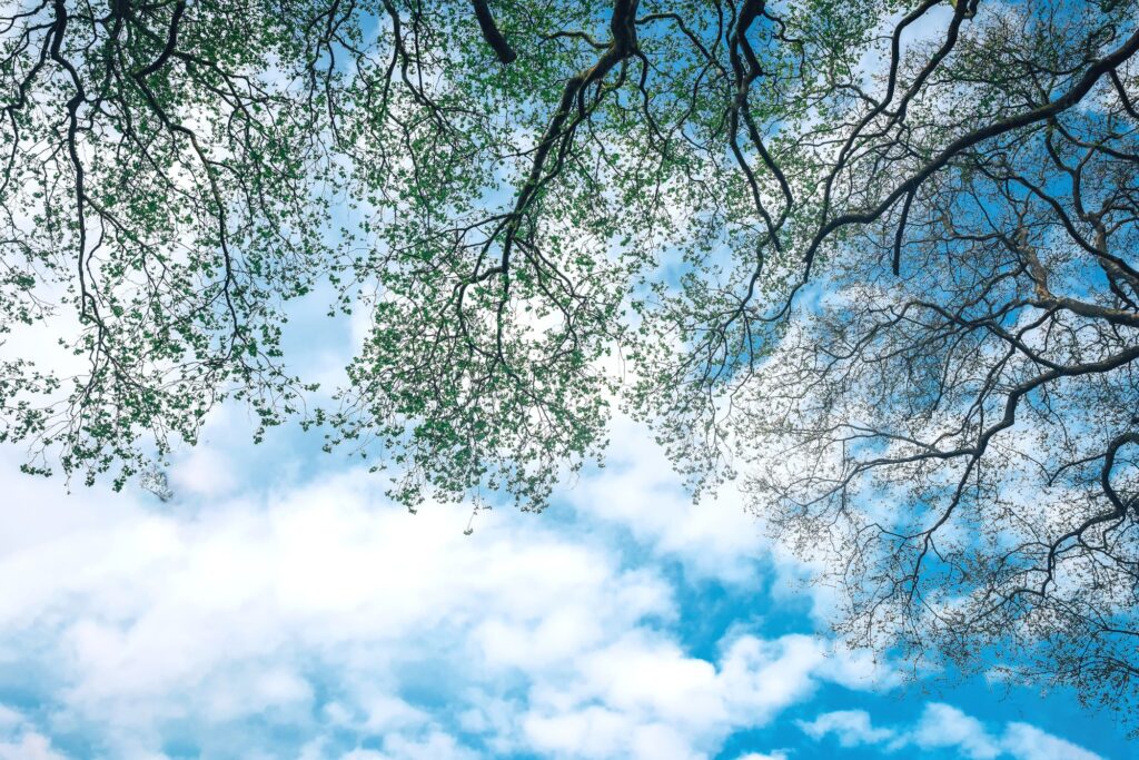 A powerful tree crown against a blue sky reduces CO2 levels